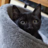 8月31日のひたちなか店に参加するネコスぺ事務局の保護猫16