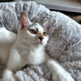 8月31日のひたちなか店に参加するネコスぺ事務局の保護猫17