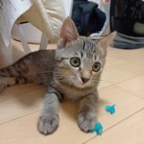 8月31日のひたちなか店に参加するネコスぺ事務局の保護猫18