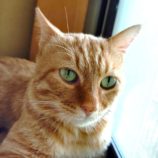 8月31日のひたちなか店に参加するネコスぺ事務局の保護猫19