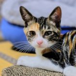 8月31日のひたちなか店に参加するネコスぺ事務局の保護猫20