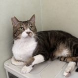 8月31日のひたちなか店に参加するネコスぺ事務局の保護猫21