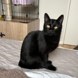 8月31日のひたちなか店に参加するネコスぺ事務局の保護猫22