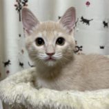 8月31日のひたちなか店に参加するネコスぺ事務局の保護猫23