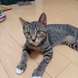 8月31日のひたちなか店に参加するネコスぺ事務局の保護猫24