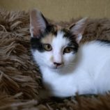 8月31日のひたちなか店に参加するネコスぺ事務局の保護猫26