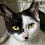 8月23日の君津店に参加する富津ねこネットの保護猫01