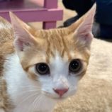 8月23日の君津店に参加する富津ねこネットの保護猫02