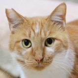 8月23日の君津店に参加する富津ねこネットの保護猫03