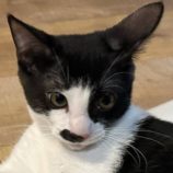 8月23日の君津店に参加する富津ねこネットの保護猫05