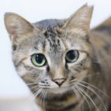 8月23日の君津店に参加する富津ねこネットの保護猫06