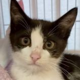 8月23日の君津店に参加する富津ねこネットの保護猫07