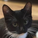 8月23日の君津店に参加する富津ねこネットの保護猫08