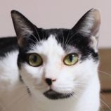 8月23日の君津店に参加する富津ねこネットの保護猫09