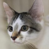 8月23日の君津店に参加する富津ねこネットの保護猫10