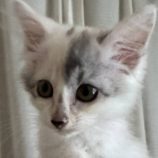 8月23日の君津店に参加する富津ねこネットの保護猫11