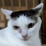 8月23日の君津店に参加する富津ねこネットの保護猫12