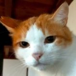 8月23日の君津店に参加する富津ねこネットの保護猫13