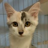 8月23日の君津店に参加する富津ねこネットの保護猫14