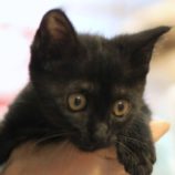 8月23日の君津店に参加する富津ねこネットの保護猫15