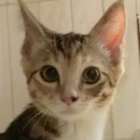 8月23日の君津店に参加する富津ねこネットの保護猫16