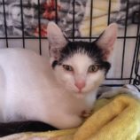 8月17日の古河店に参加するにゃんこの大冒険の保護猫04