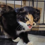 8月17日の古河店に参加するにゃんこの大冒険の保護猫05