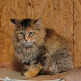 8月17日の古河店に参加するにゃんこの大冒険の保護猫06