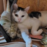 8月17日の古河店に参加するにゃんこの大冒険の保護猫07