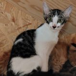 8月17日の古河店に参加するにゃんこの大冒険の保護猫09