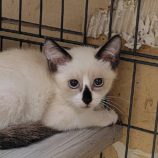 8月17日の古河店に参加するにゃんこの大冒険の保護猫10