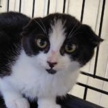 8月17日の古河店に参加するにゃんこの大冒険の保護猫12