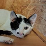 8月17日の古河店に参加するにゃんこの大冒険の保護猫13