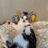 8月17日の古河店に参加するにゃんこの大冒険の保護猫14