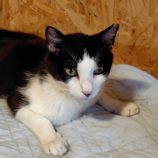 8月17日の古河店に参加するにゃんこの大冒険の保護猫16