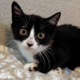 8月17日の古河店に参加するにゃんこの大冒険の保護猫17