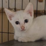 8月17日の古河店に参加するにゃんこの大冒険の保護猫18