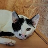 8月24日の小山店に参加するにゃんこの大冒険の保護猫02