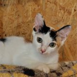 8月24日の小山店に参加するにゃんこの大冒険の保護猫02