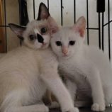 8月24日の小山店に参加するにゃんこの大冒険の保護猫04