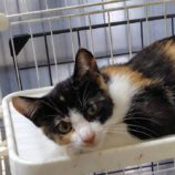 8月24日の小山店に参加するにゃんこの大冒険の保護猫05