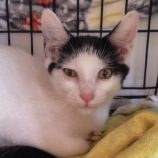 8月24日の小山店に参加するにゃんこの大冒険の保護猫07