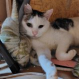 8月24日の小山店に参加するにゃんこの大冒険の保護猫08