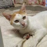 8月24日の小山店に参加するにゃんこの大冒険の保護猫09