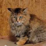 8月24日の小山店に参加するにゃんこの大冒険の保護猫10