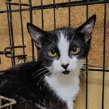 8月24日の小山店に参加するにゃんこの大冒険の保護猫11