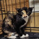 8月24日の小山店に参加するにゃんこの大冒険の保護猫12