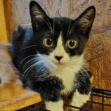 8月24日の小山店に参加するにゃんこの大冒険の保護猫13