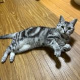 8月24日の瑞穂店に参加するまたたび家の保護猫02