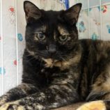 8月24日の瑞穂店に参加するまたたび家の保護猫03